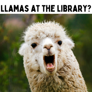 Image for event: Llama @ Camp Field!